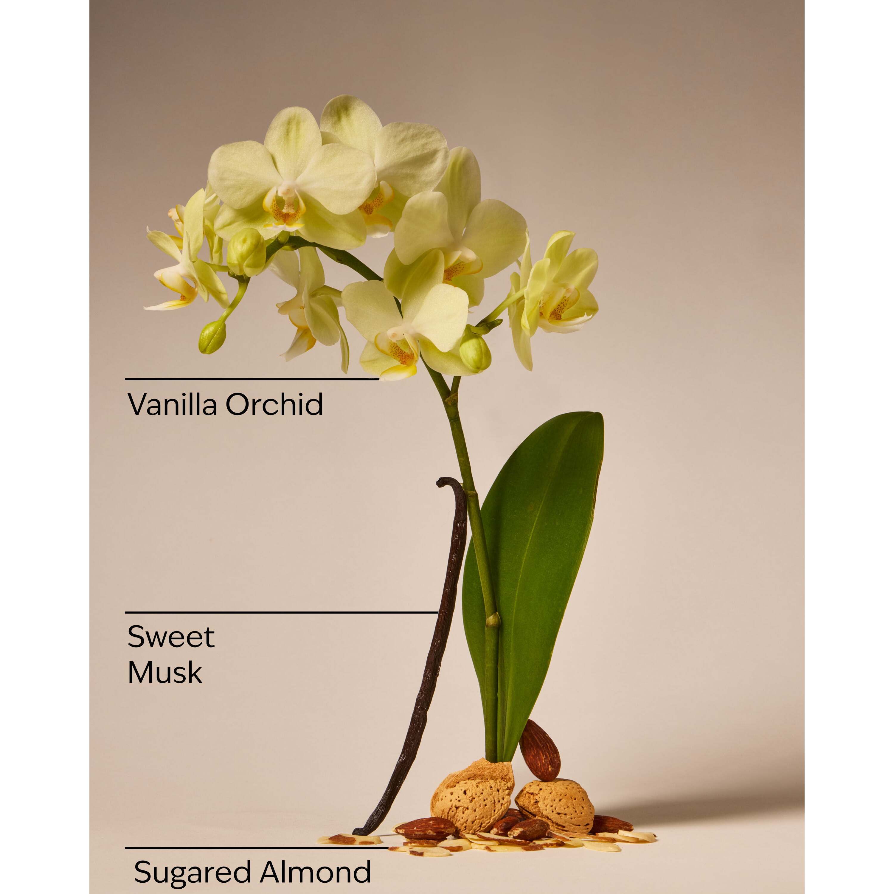 Cozy Vanilla Almond Pocketbac Hand Sanitizer - Image 3